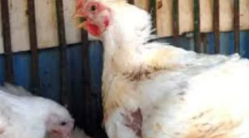 ثبات أسعار الدواجن في الأسواق الشعبية بدعم من توازن العرض والطلب المحلي